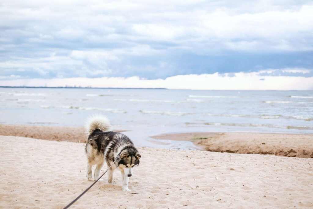 Honden aan zee